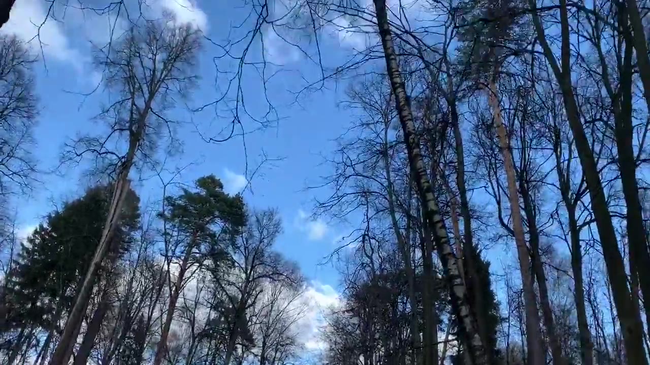 Белова Алиса