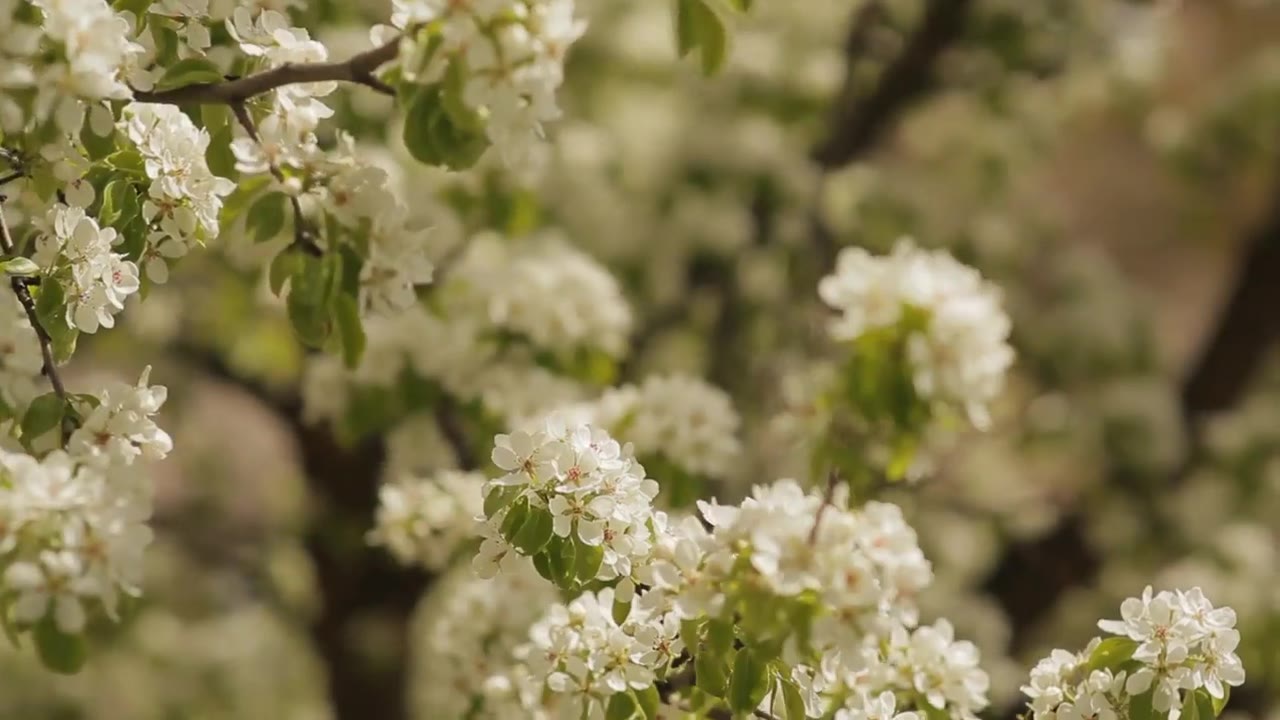 Шишлова Анастасия Александровна